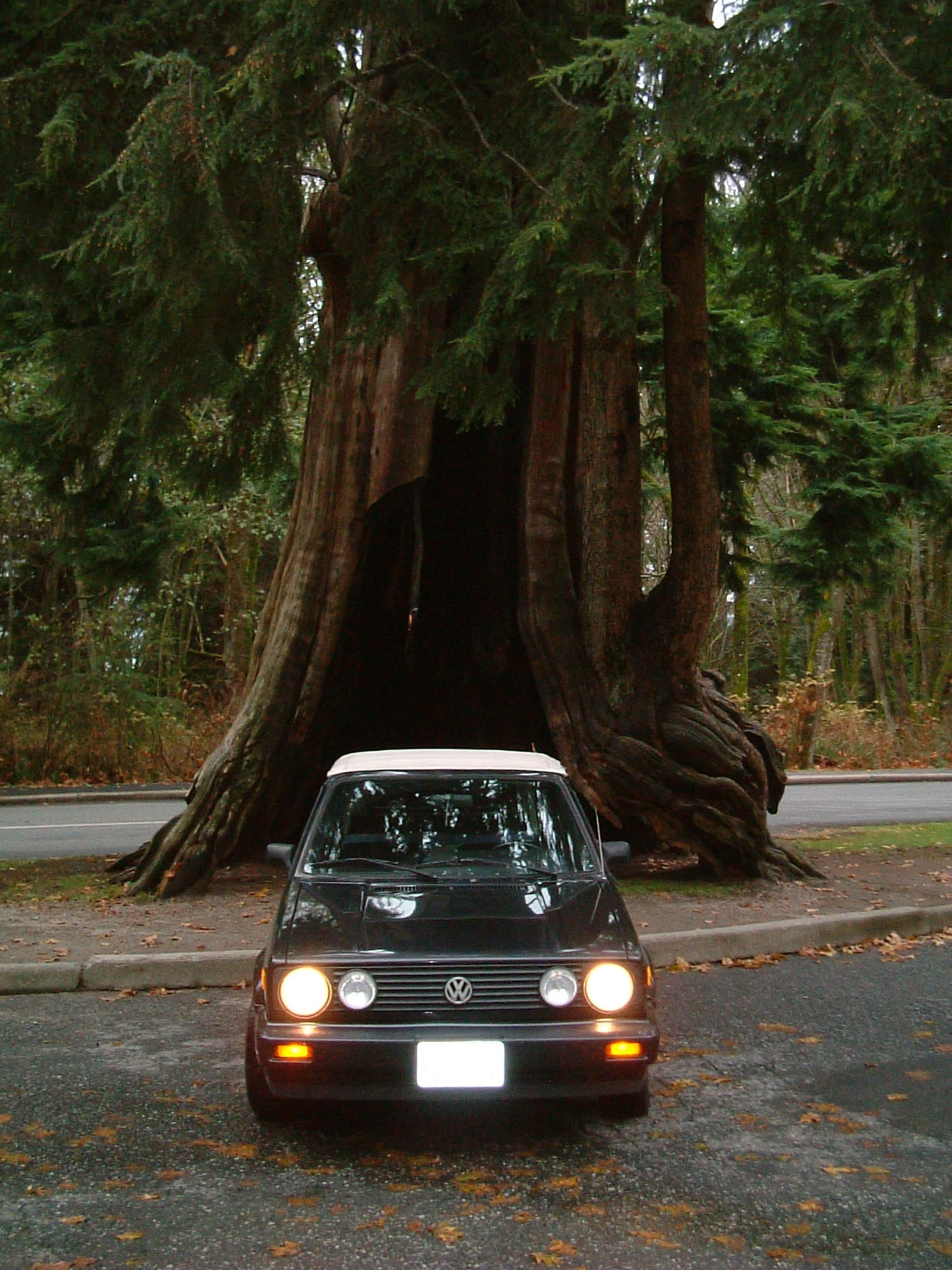 Mads Nissen's VW Rabbit convertible parked beneath a giant redwood tree on the drive from San Diego to Seattle, 2003